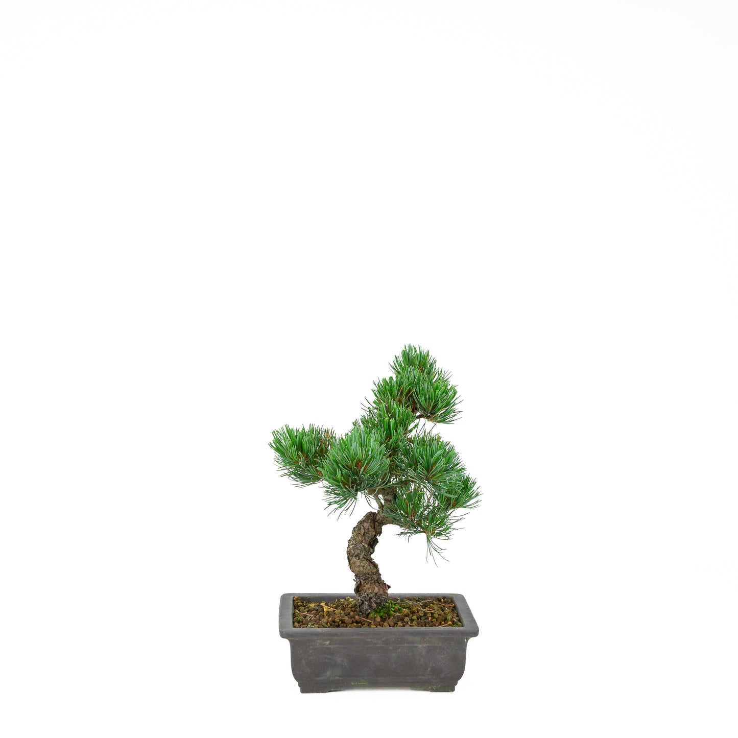 Pinus parviflora (Japanische Mädchenkiefer), Höhe ~32 cm