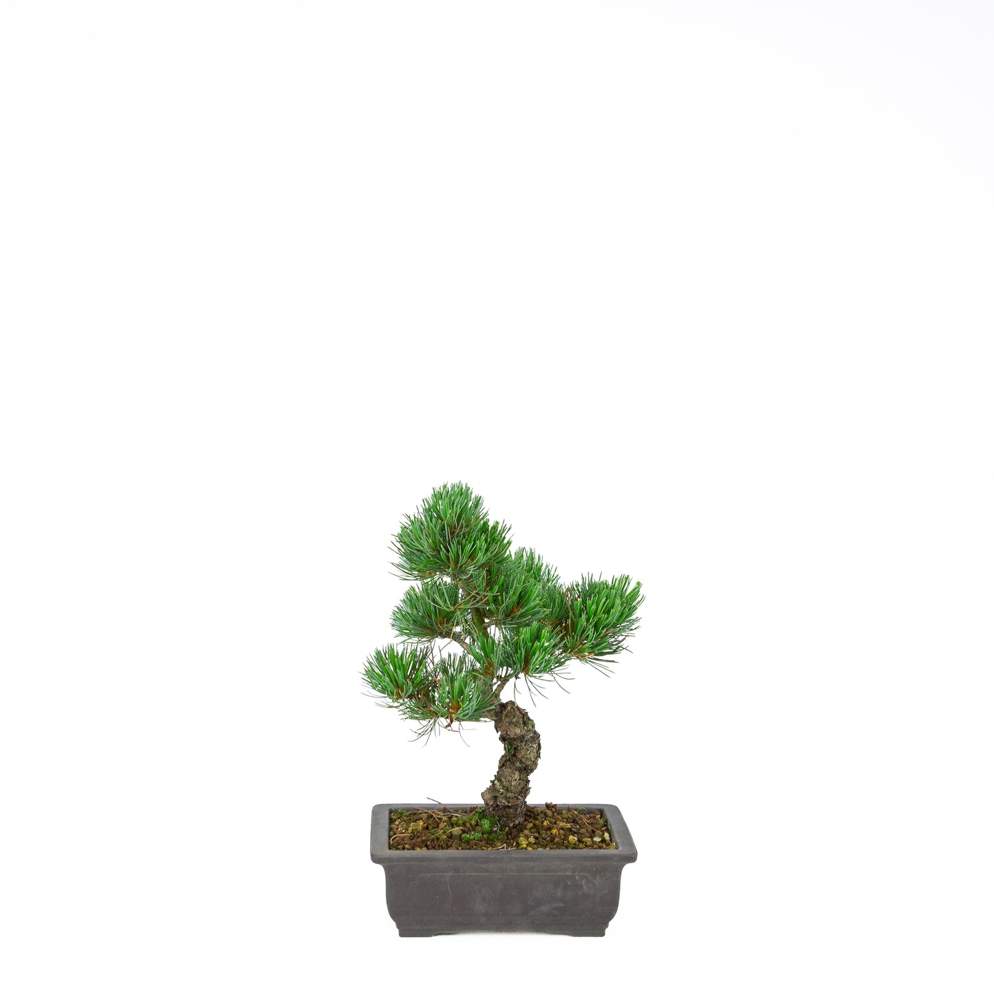 Pinus parviflora (Japanische Mädchenkiefer), Höhe ~32 cm