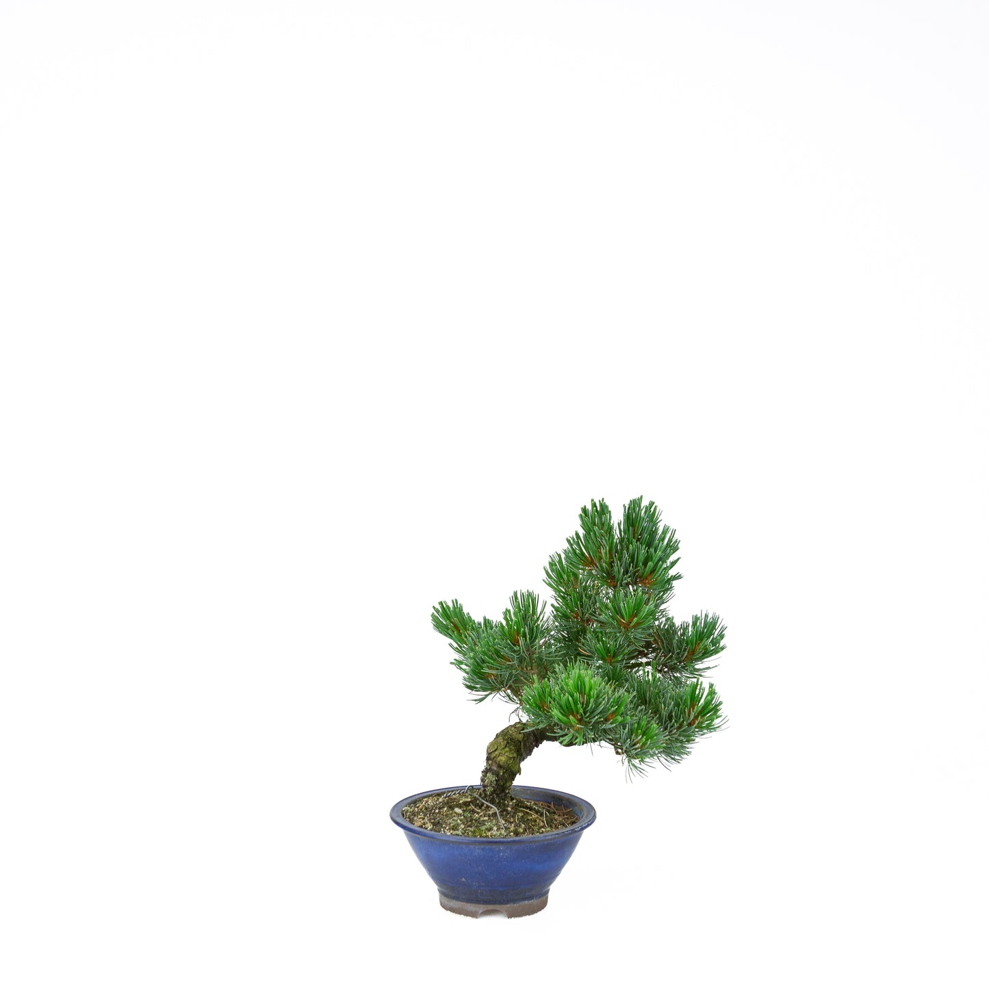 Pinus parviflora (Japanische Mädchenkiefer), Höhe ~31 cm