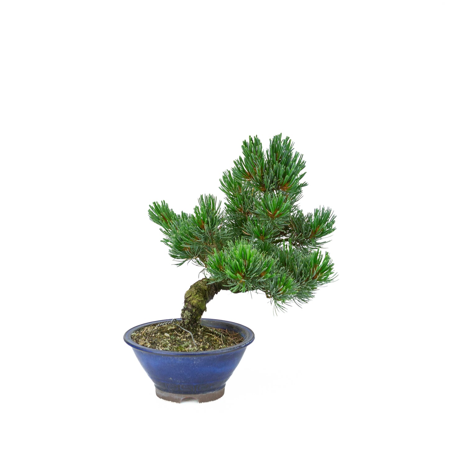 Pinus parviflora (Japanische Mädchenkiefer), Höhe ~31 cm