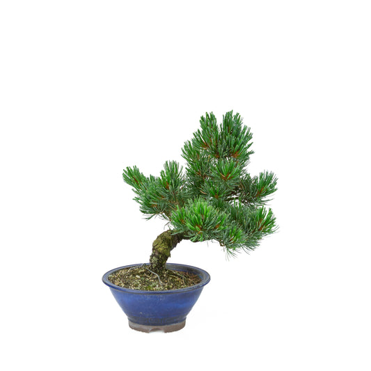 Pinus parviflora (Japanische Mädchenkiefer), Höhe ~31 cm