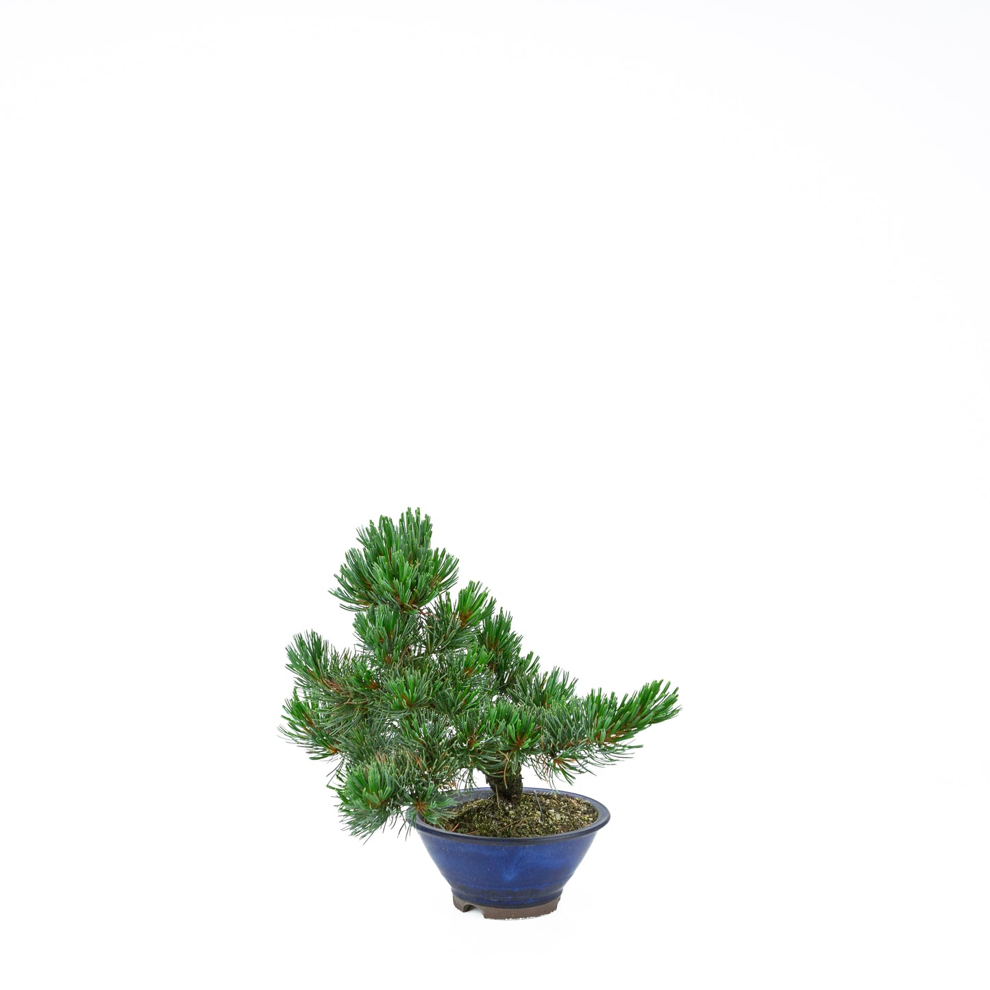 Pinus parviflora (Japanische Mädchenkiefer), Höhe ~31 cm