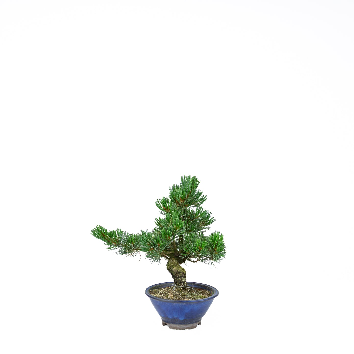 Pinus parviflora (Japanische Mädchenkiefer), Höhe ~31 cm