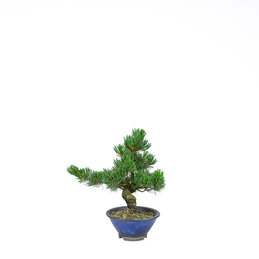 Pinus parviflora (Japanische Mädchenkiefer), Höhe ~31 cm