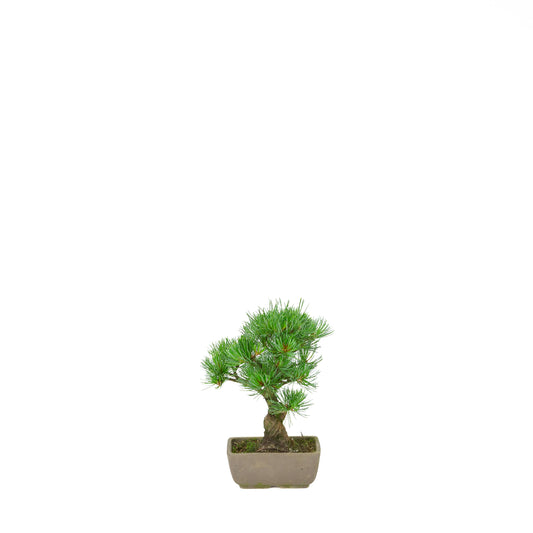 Pinus parviflora (Japanische Mädchenkiefer), Höhe ca. 24 cm