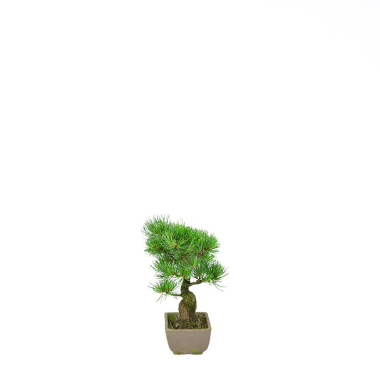 Pinus parviflora (Japanische Mädchenkiefer), Höhe ca. 24 cm
