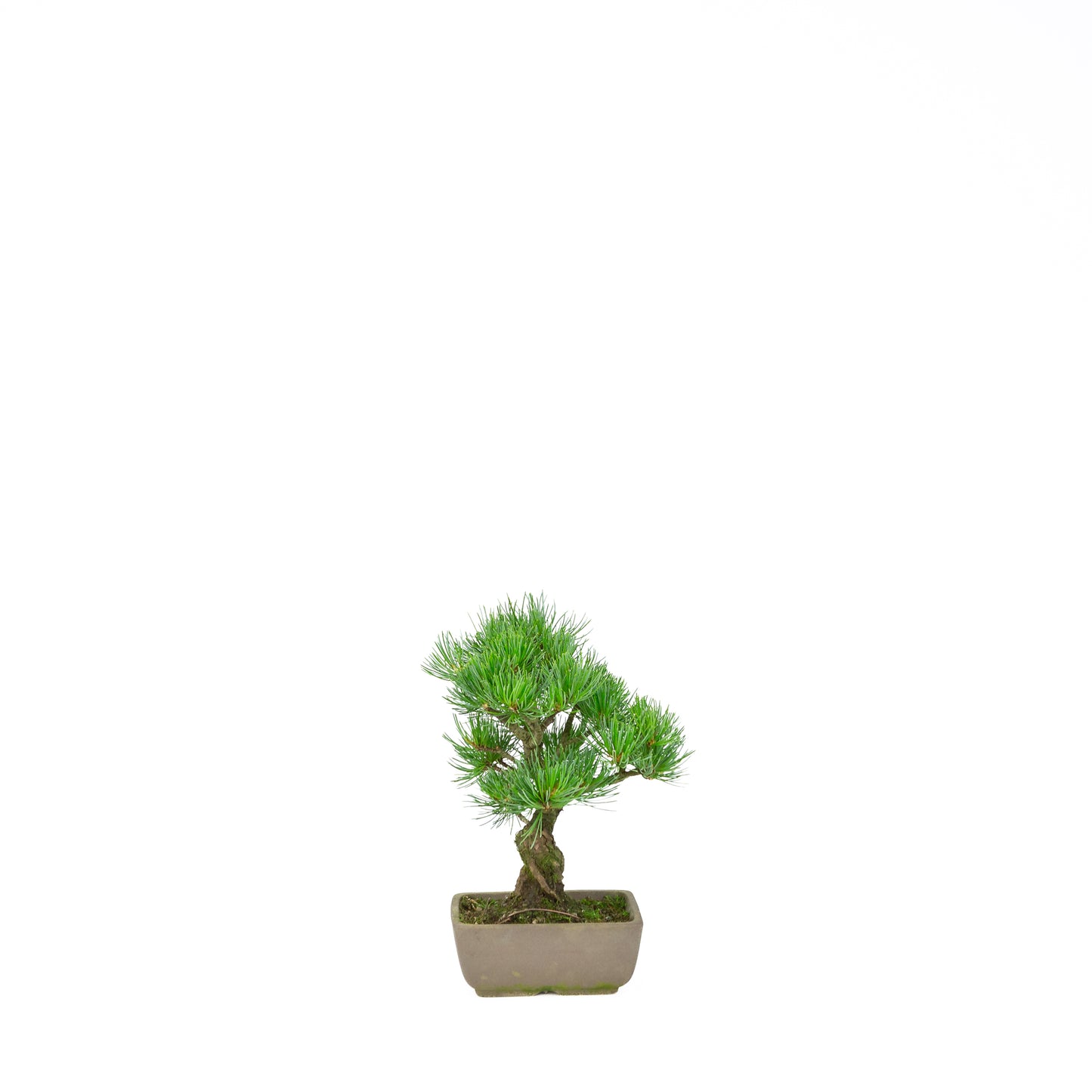 Pinus parviflora (Japanische Mädchenkiefer), Höhe ca. 24 cm
