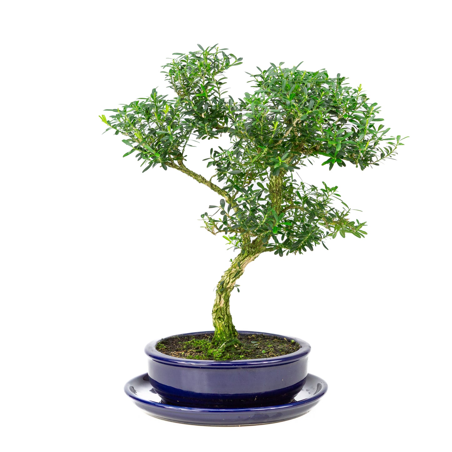 Buxus harlandii Bonsai in blauwe pot 19cm, hoogte ~41cm