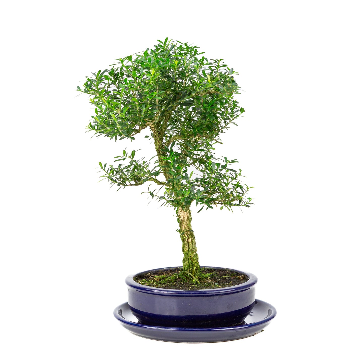 Buxus harlandii Bonsai in einer blauen Schale, 19 cm hoch, Gesamthöhe ca. 41 cm