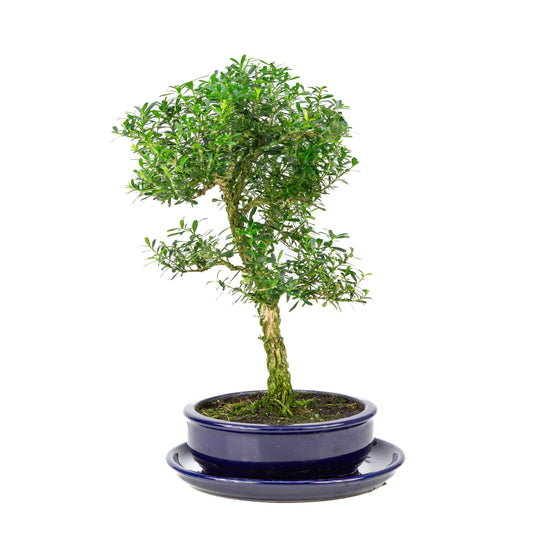 Buxus harlandii Bonsai in einer blauen Schale, 19 cm hoch, Gesamthöhe ca. 41 cm