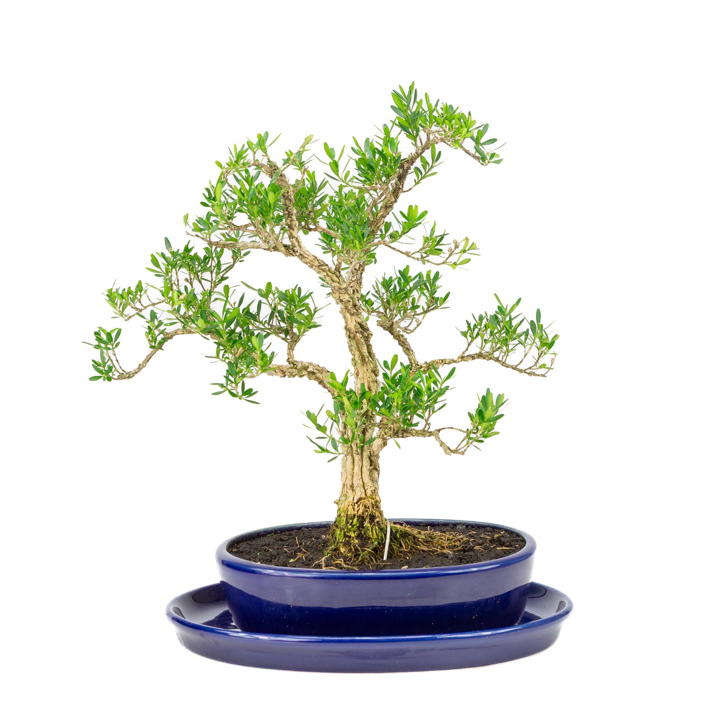 Buxus harlandii Bonsai in blauwe pot 21cm, hoogte ~36cm