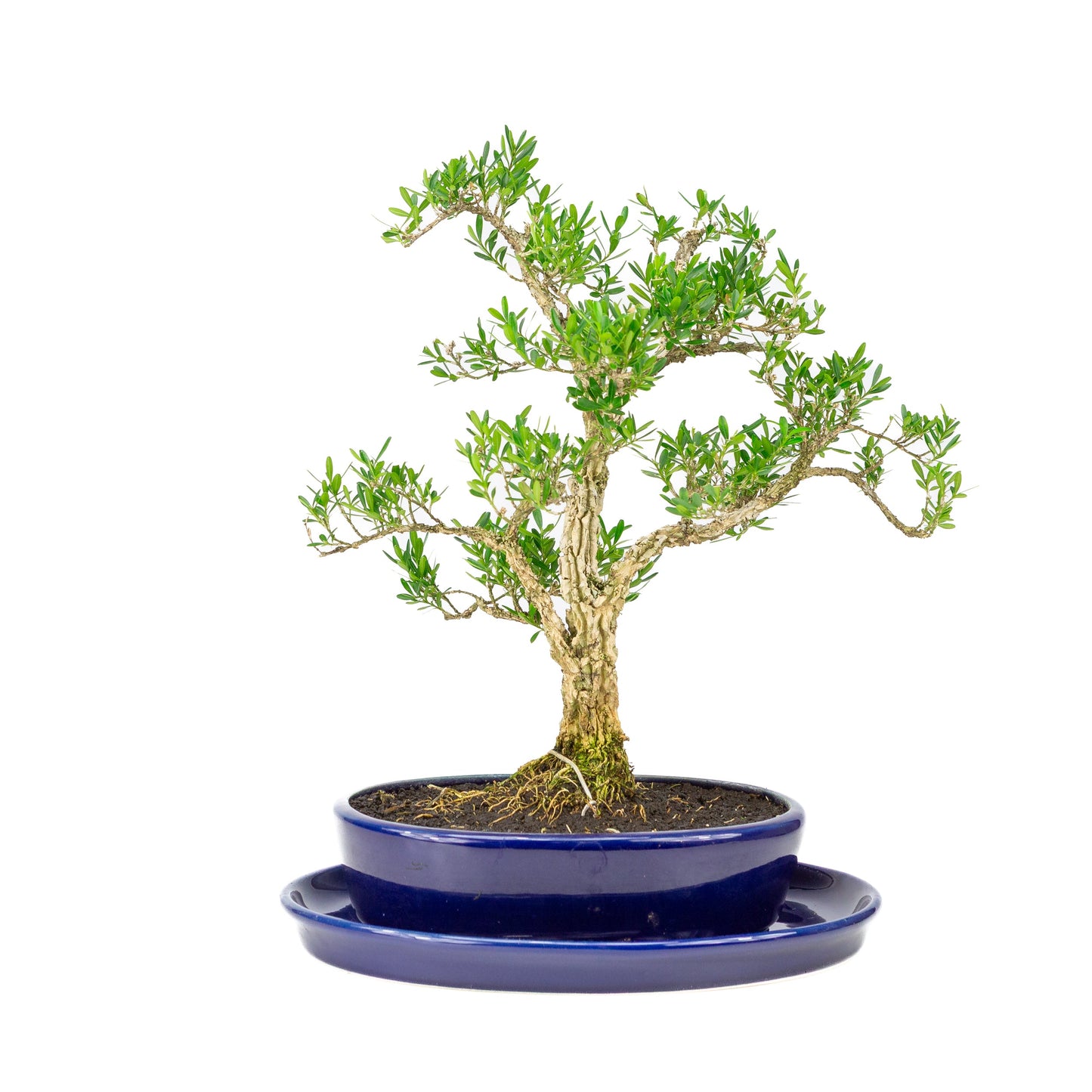 Buxus harlandii Bonsai in einer blauen Schale, 21 cm Durchmesser, Höhe ca. 36 cm