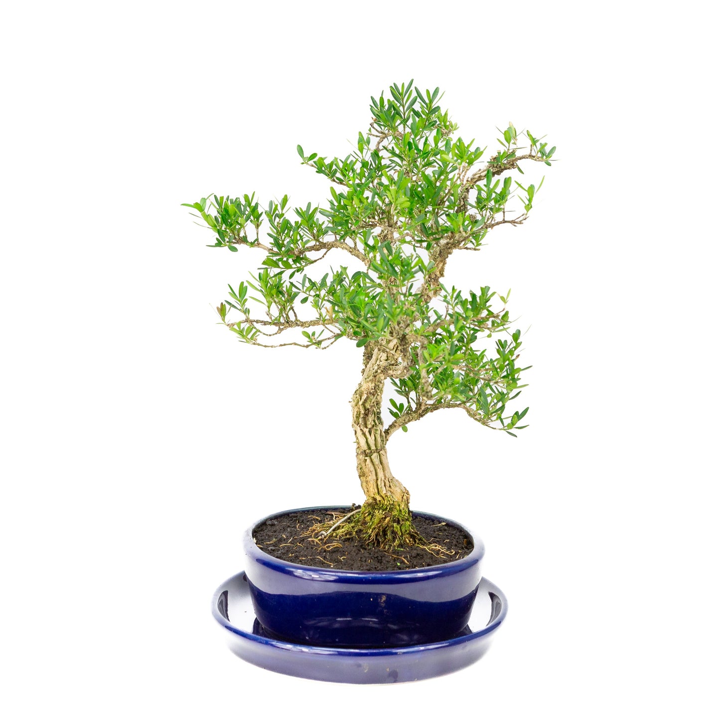 Buxus harlandii Bonsai in einer blauen Schale, 21 cm Durchmesser, Höhe ca. 36 cm