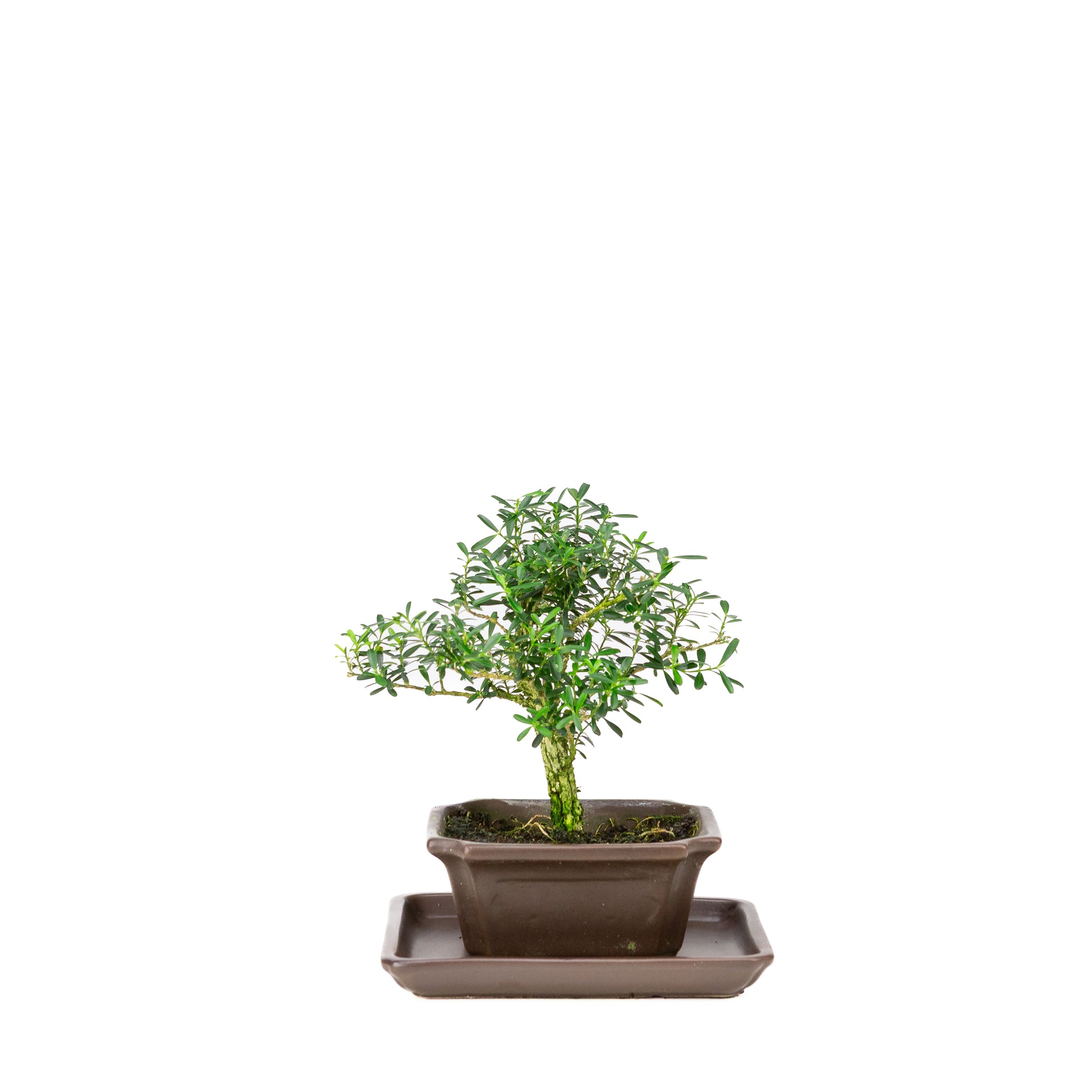 Buxus harlandii Bonsai in blauwe pot 13cm, hoogte ~21cm