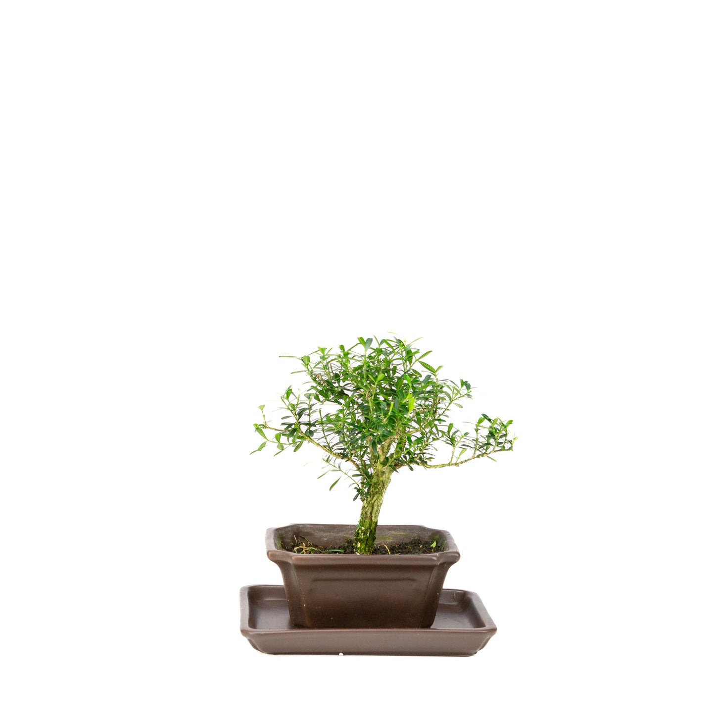 Buxus harlandii Bonsai in einer blauen Schale 13 cm, Höhe ~21 cm