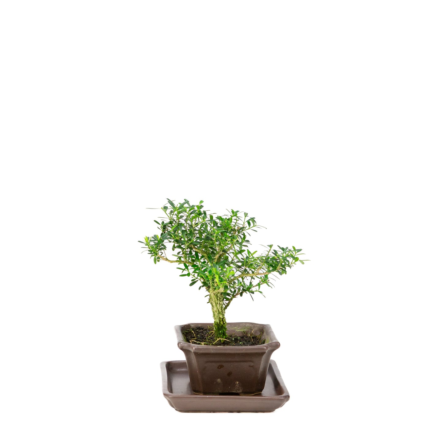 Buxus harlandii Bonsai in einer blauen Schale 13 cm, Höhe ~21 cm