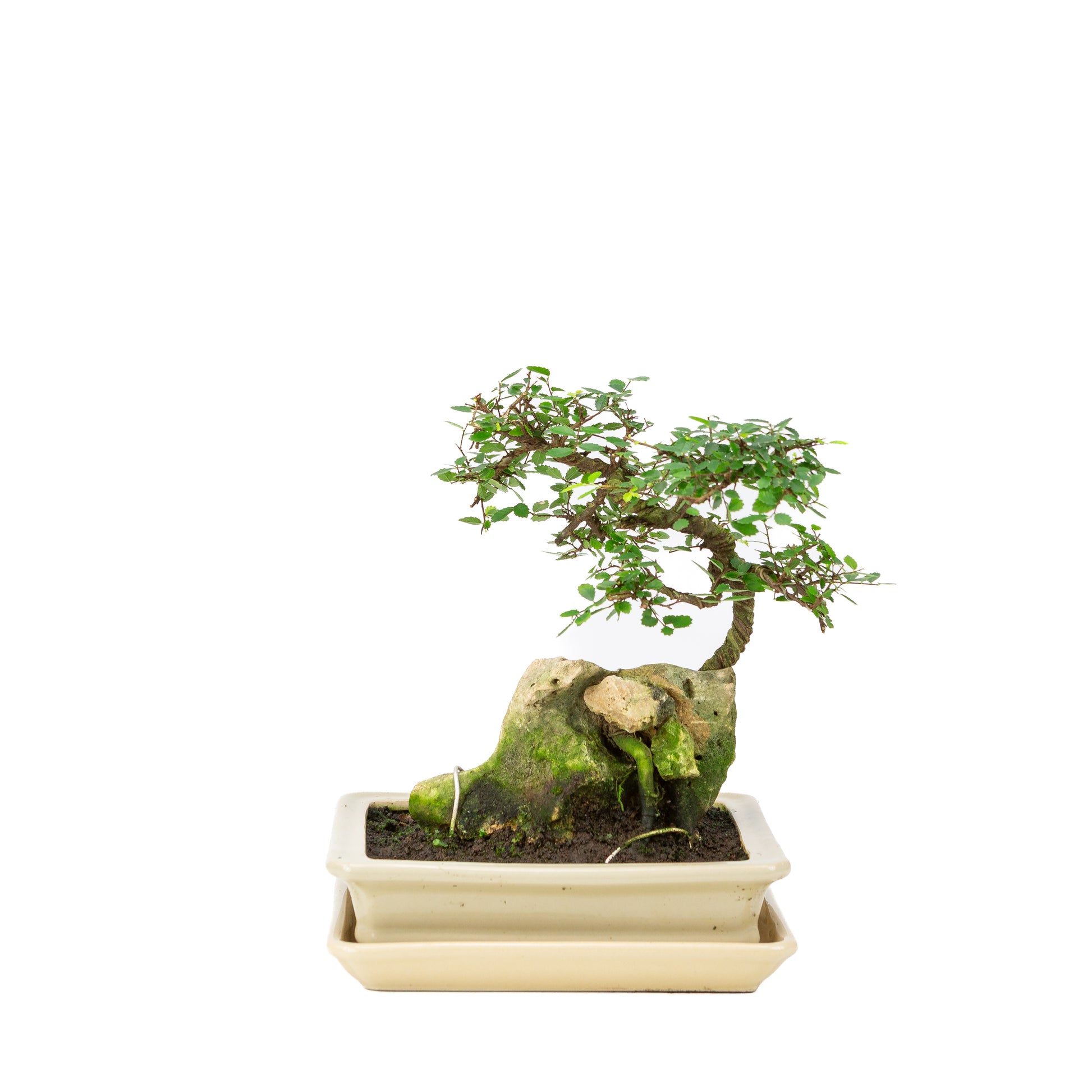 Binnen Bonsai Zelkova met steen groene rechthoekige pot 21cm, hoogte ~28cm