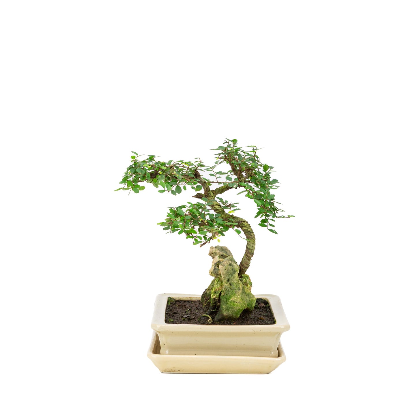 Zelkova Bonsai mit Stein in einer cremefarbenen Schale, 21 cm hoch, Höhe ca. 26 cm