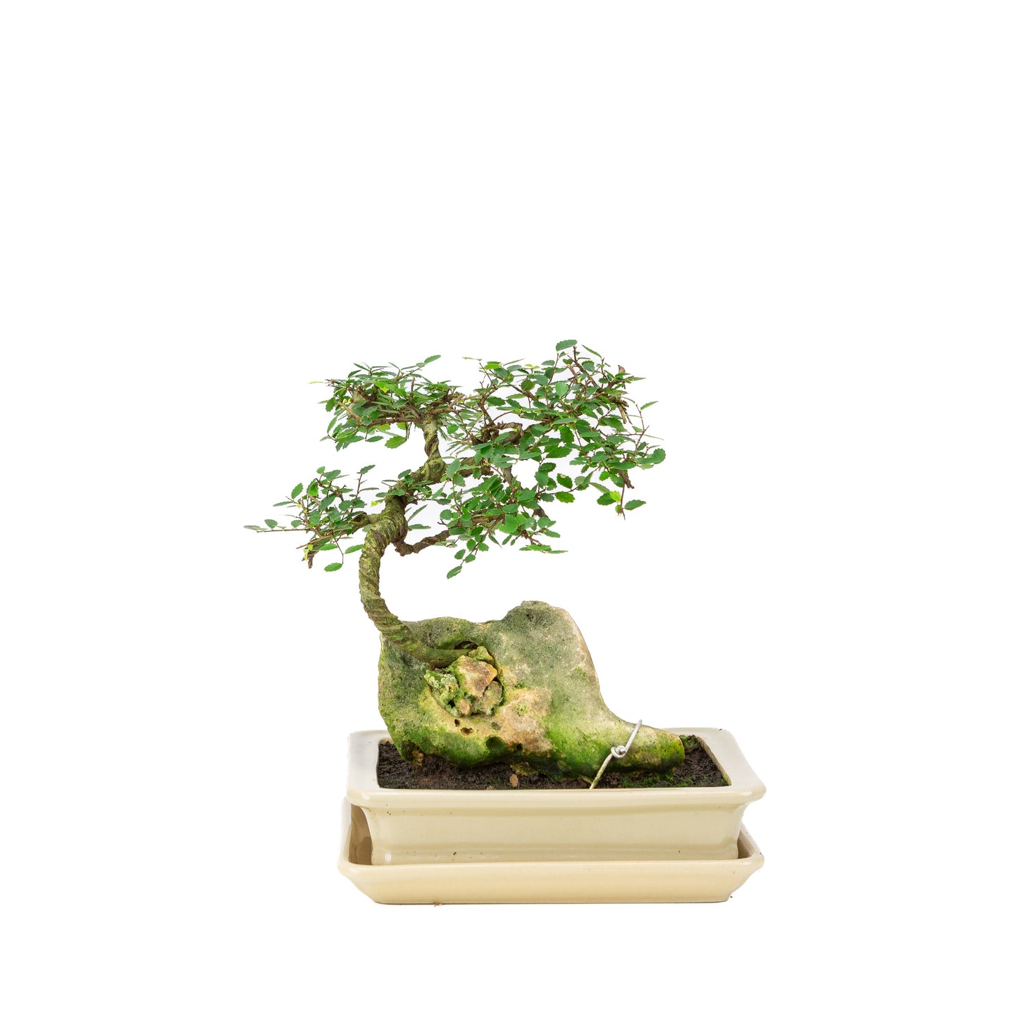 Zelkova Bonsai mit Stein in einer cremefarbenen Schale, 21 cm hoch, Höhe ca. 26 cm