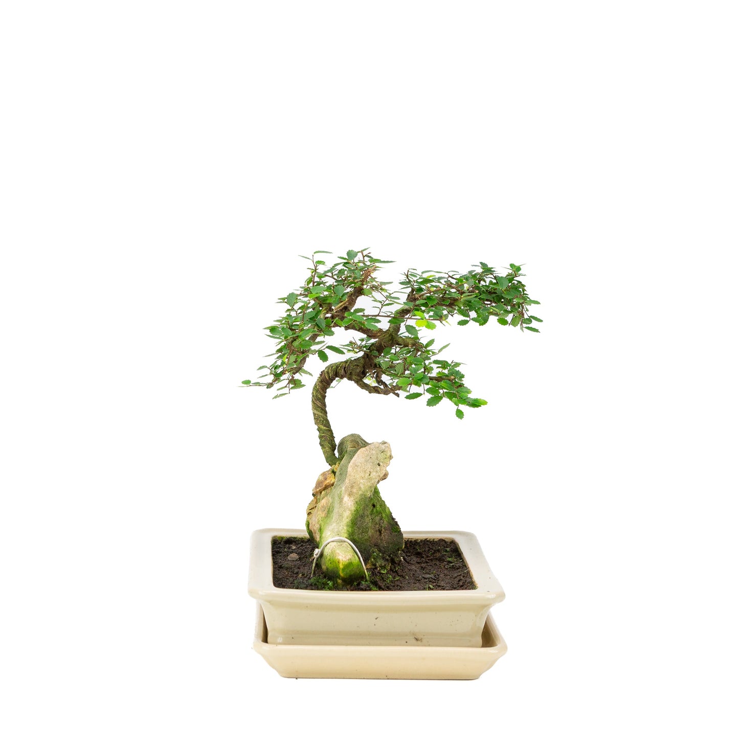 Zelkova Bonsai mit Stein in einer cremefarbenen Schale, 21 cm hoch, Höhe ca. 26 cm