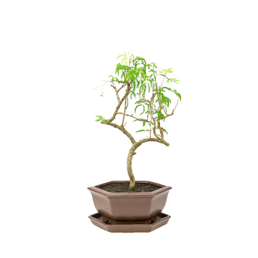Vachellia Bonsai im braunen Topf 22cm, Höhe ~43cm