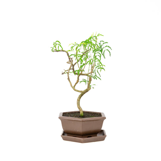Vachellia Bonsai im braunen Schale 22cm, Höhe ~43cm