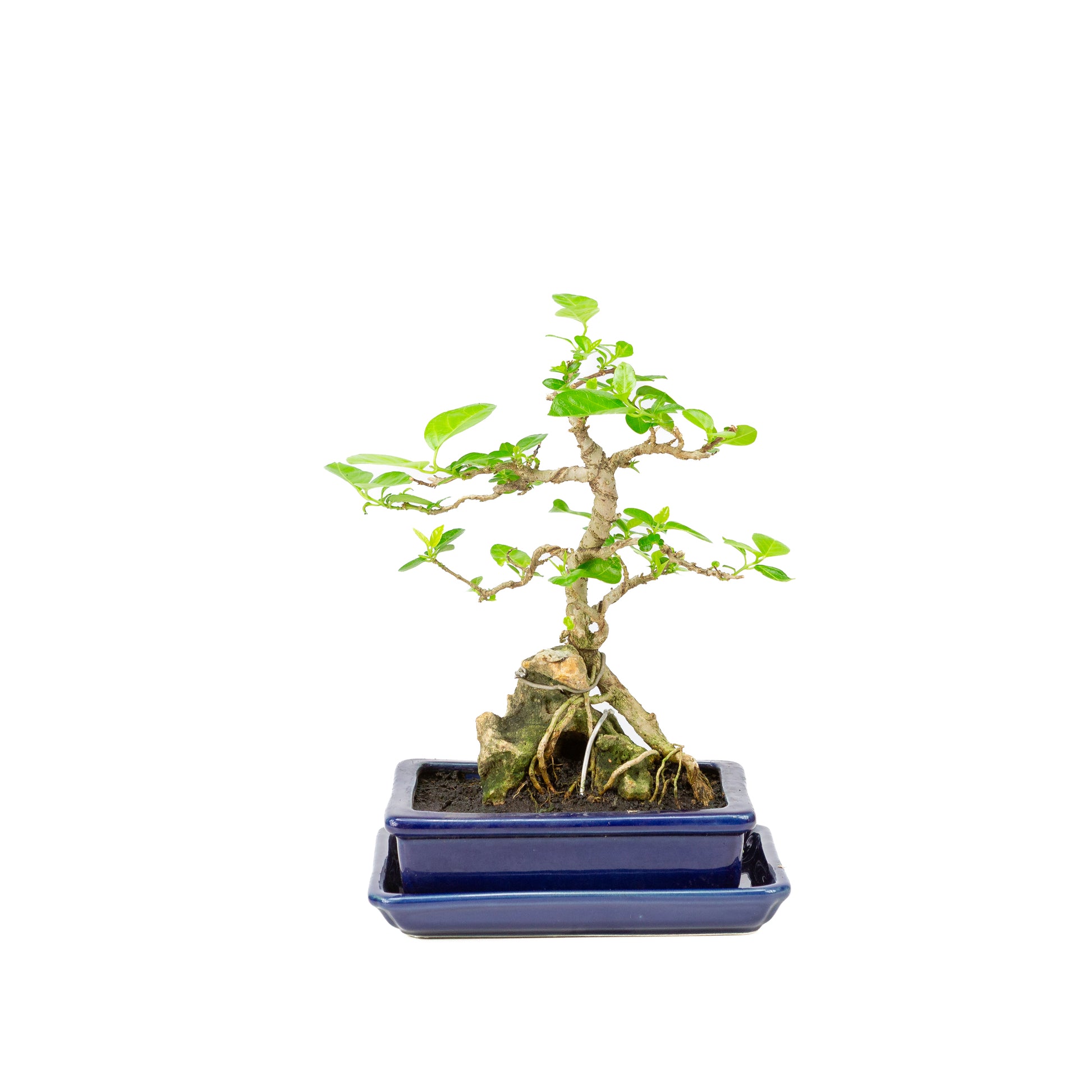 Binnen Bonsai Premna creme ovale pot 22cm, hoogte ~28cm