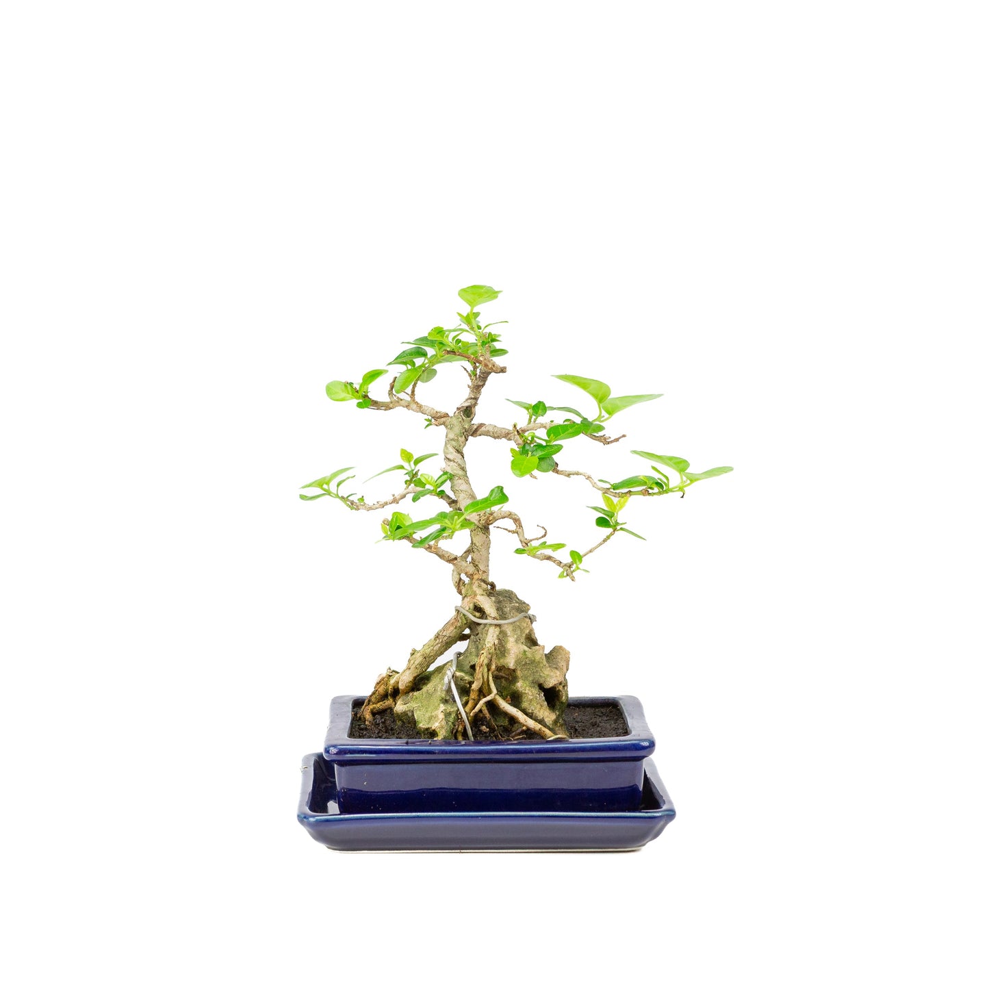 Premna Bonsai in einer blauen Schale, 16 cm Durchmesser, Höhe ca. 25 cm