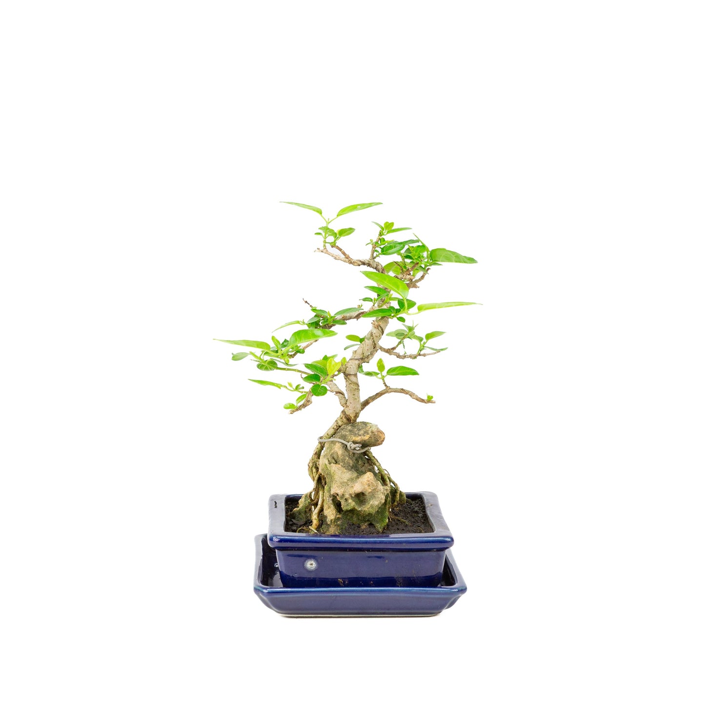 Premna Bonsai in einer blauen Schale, 16 cm Durchmesser, Höhe ca. 25 cm