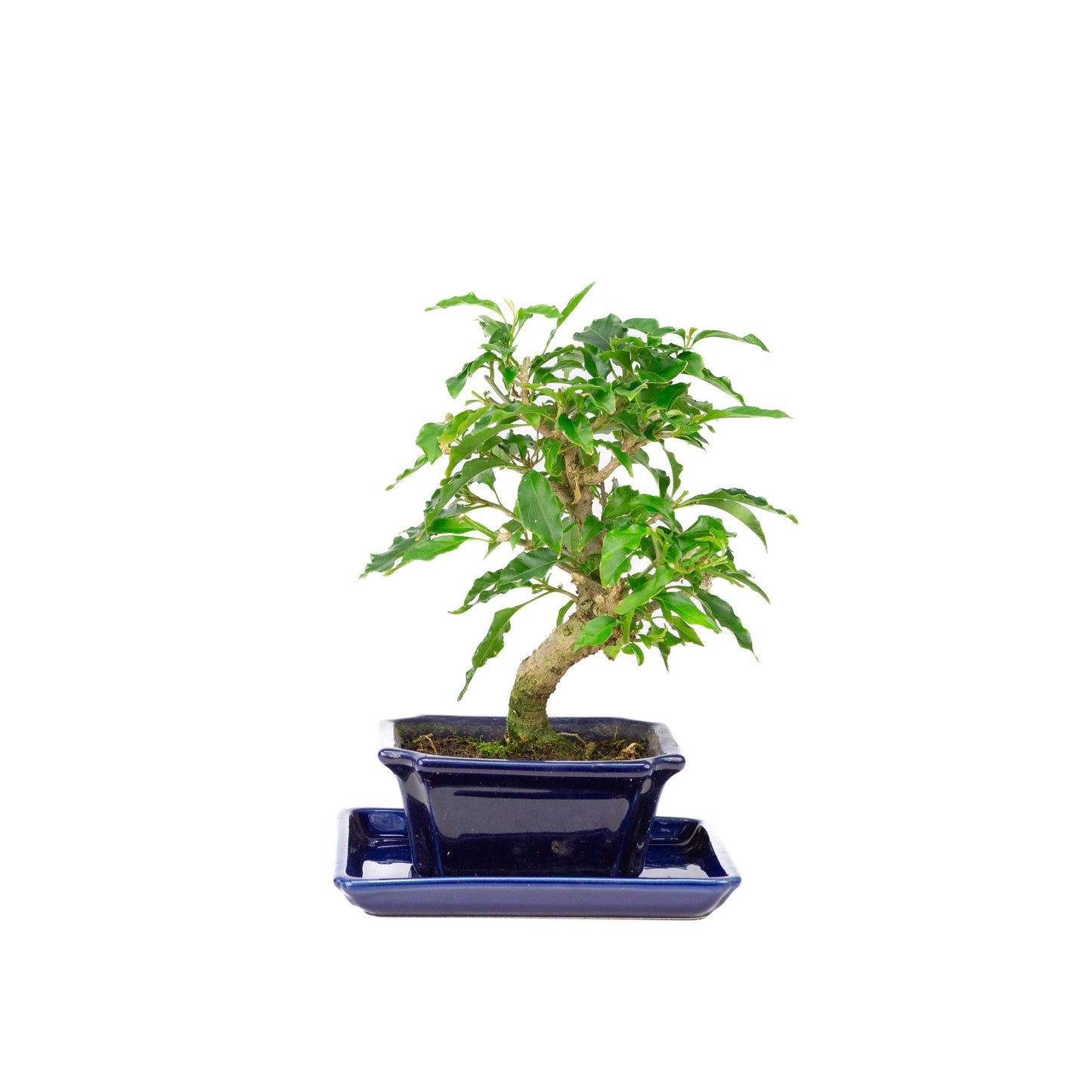 Bougainvillea glabra Bonsai in einer braunen Schale, 13 cm Durchmesser, Höhe ca. 24 cm