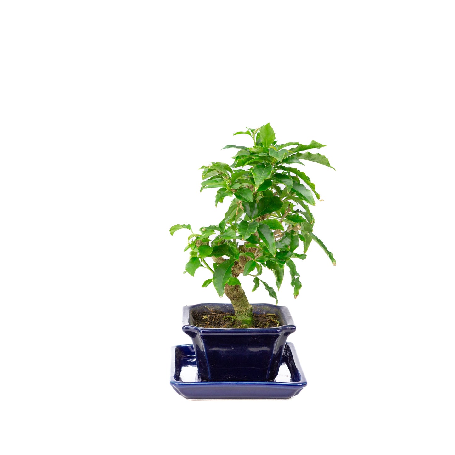 Bougainvillea glabra Bonsai in einer braunen Schale, 13 cm Durchmesser, Höhe ca. 24 cm