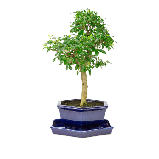 Ligustrum ovalifolium Bonsai in einer blauen Schale, 18 cm Durchmesser, Höhe ca. 37 cm