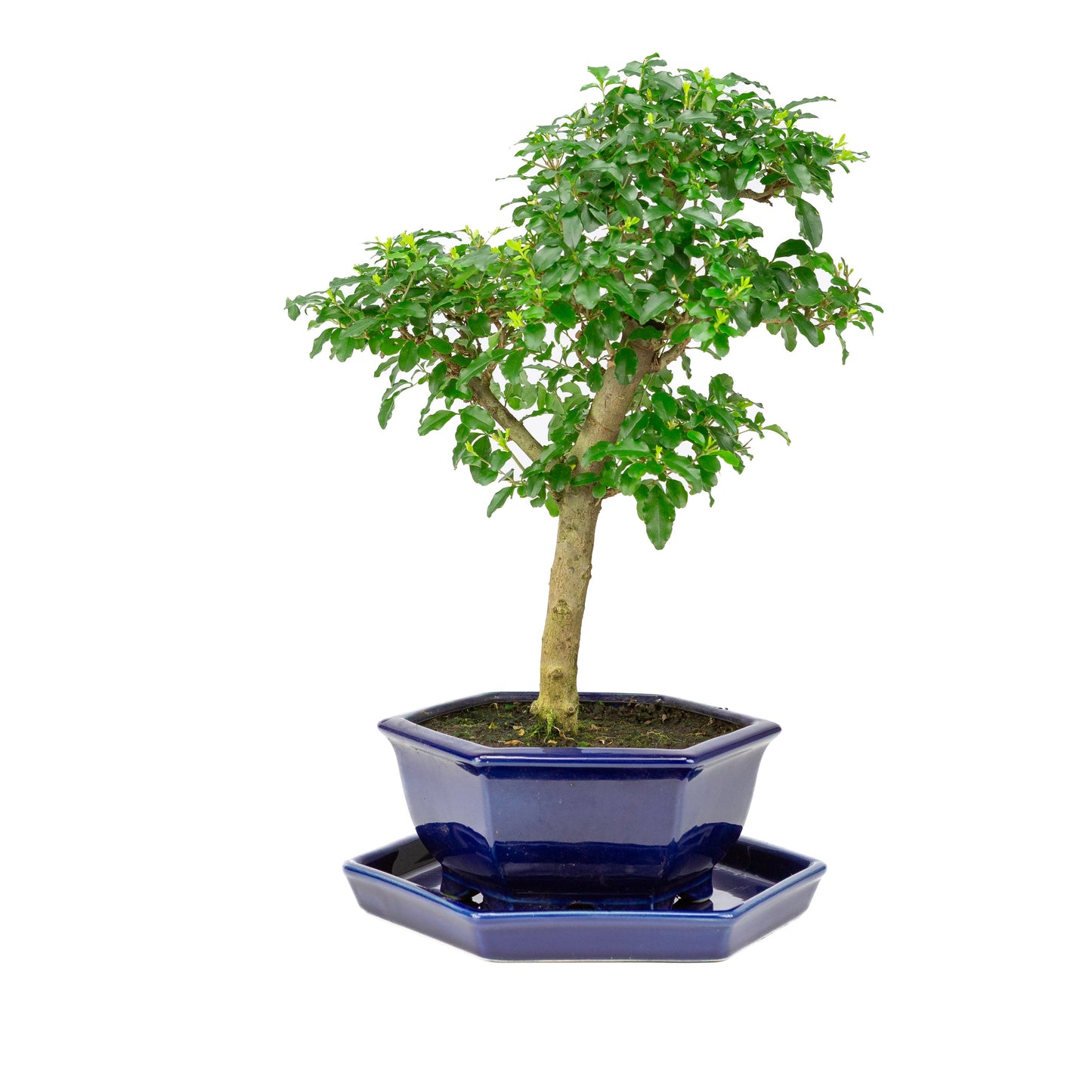 Ligustrum ovalifolium Bonsai in einer blauen Schale, 18 cm Durchmesser, Höhe ca. 37 cm
