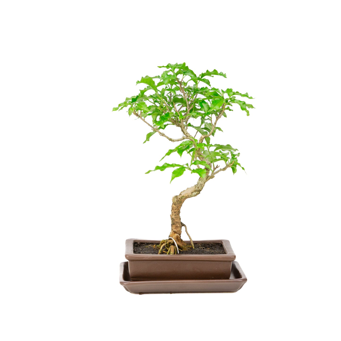 Bougainvillea glabra Bonsai in einer braunen Schale, 15 cm Durchmesser, Höhe ca. 31 cm