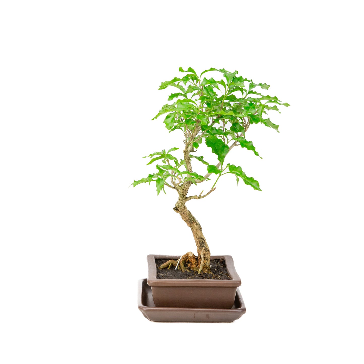 Bougainvillea glabra Bonsai in einer braunen Schale, 15 cm Durchmesser, Höhe ca. 31 cm