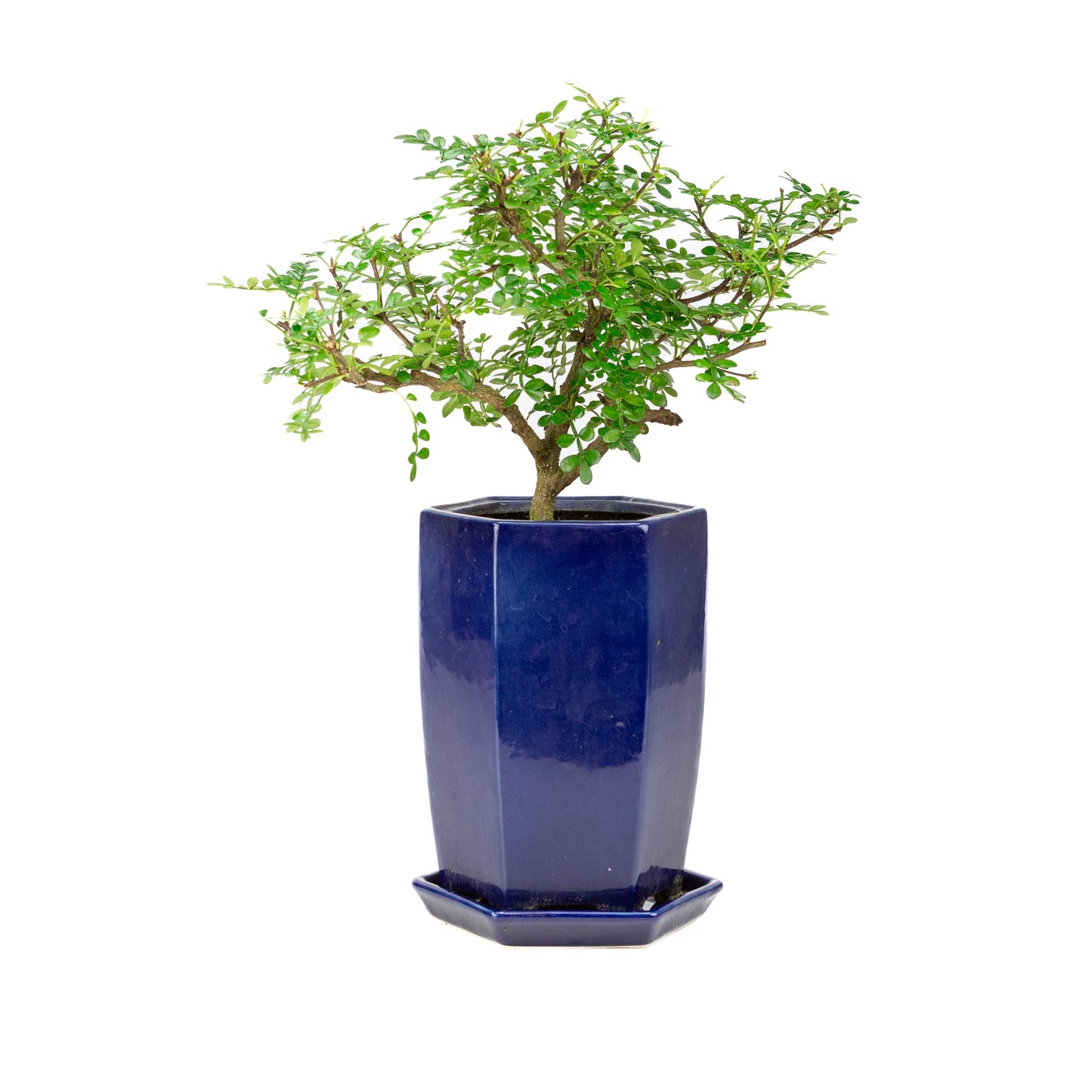 Zanthoxylum piperitium Cascade Bonsai in einer blauen Schale, 13 cm hoch, Gesamthöhe ca. 38 cm