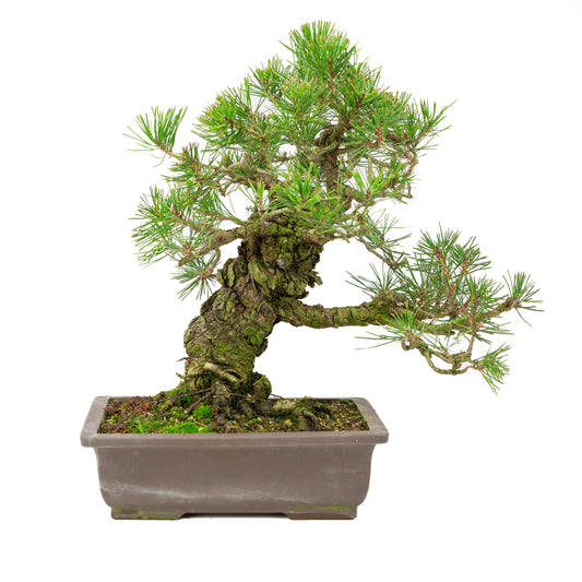 Unglasierter Topf aus Pinus thunbergii, 28 cm Durchmesser, Höhe ca. 44 cm