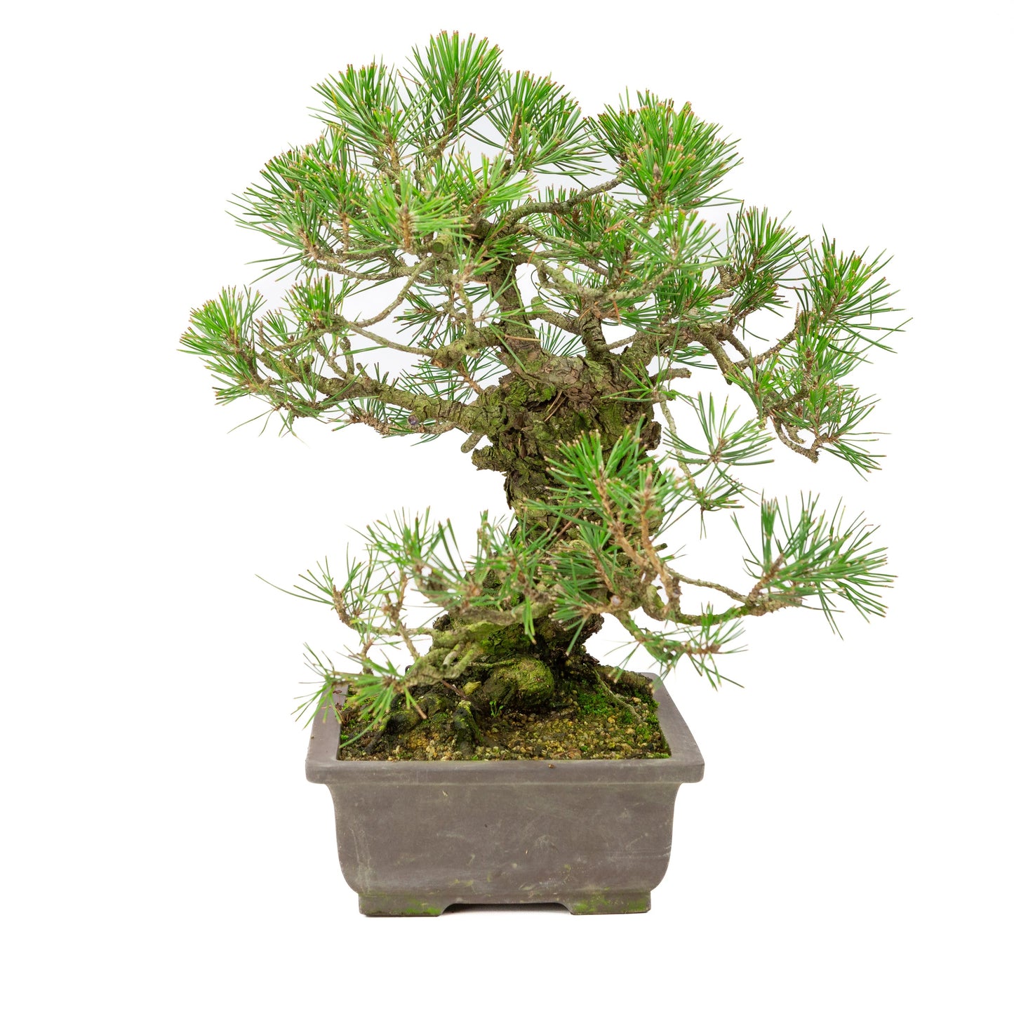 Unglasierter Schale aus Pinus thunbergii, 28 cm Durchmesser, Höhe ca. 44 cm