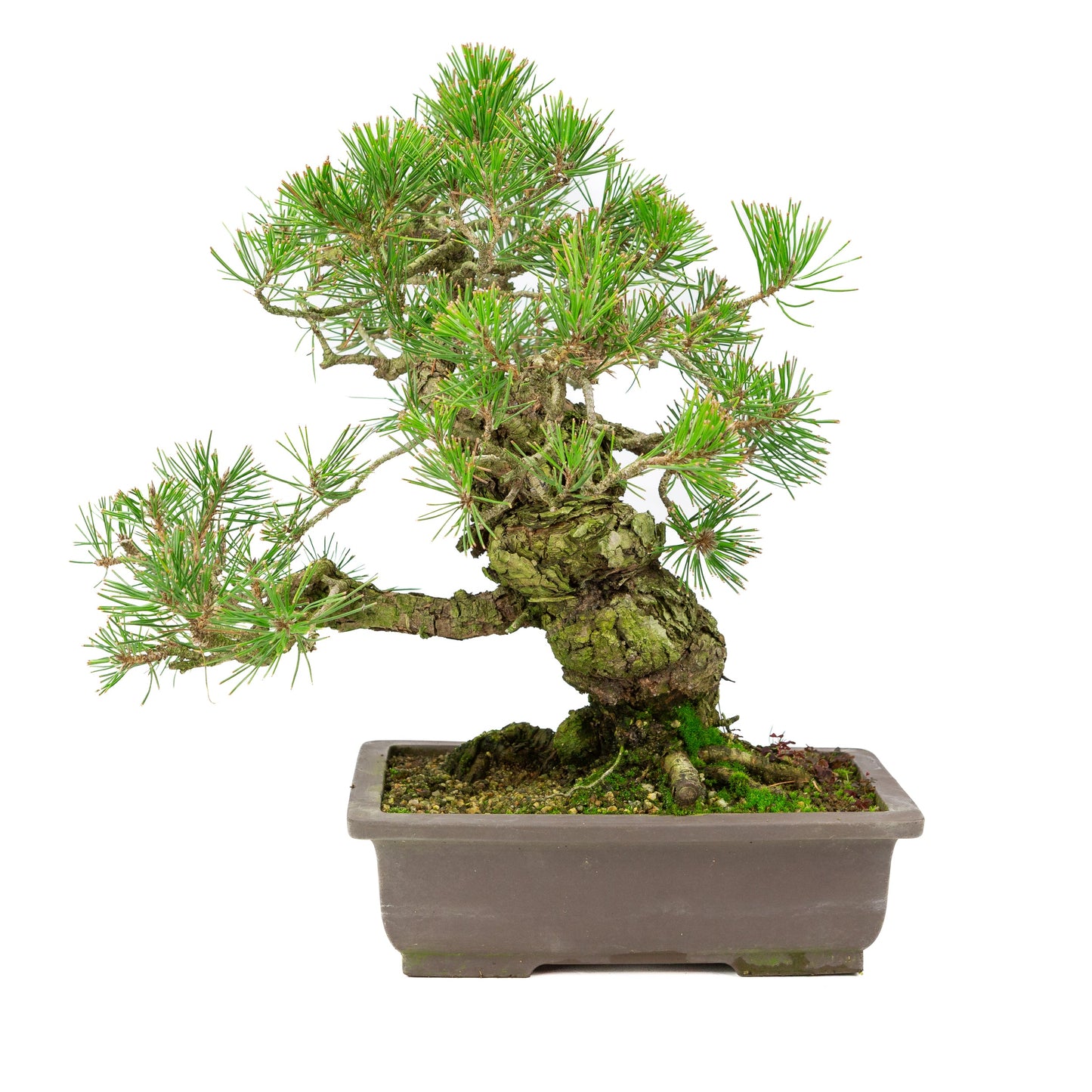 Unglasierter Schale aus Pinus thunbergii, 28 cm Durchmesser, Höhe ca. 44 cm