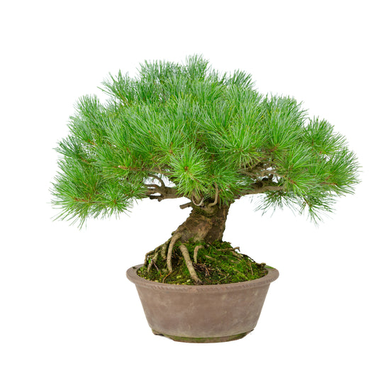 Pinus parviflora, unglasierter runder Topf, 21 cm Durchmesser, Höhe ca. 38 cm