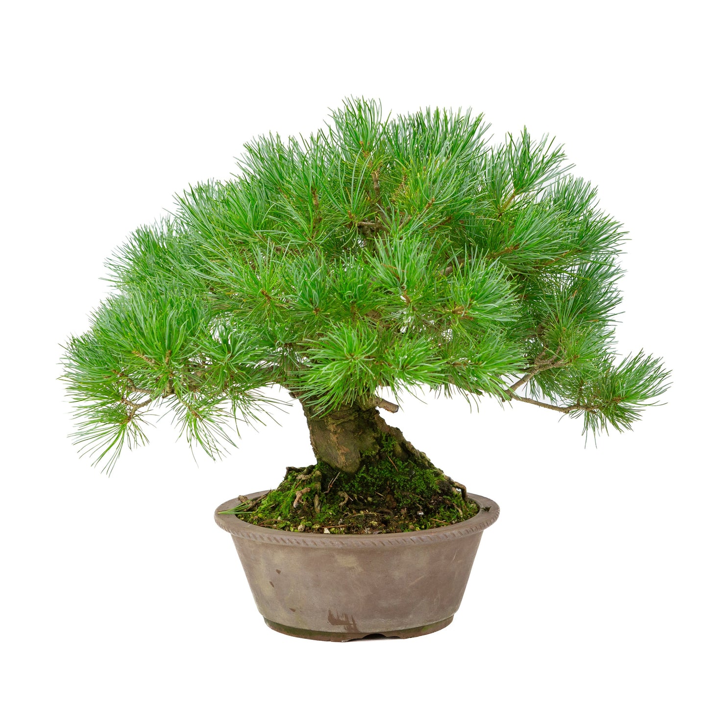 Pinus parviflora, unglasierter runde Schale, 21 cm Durchmesser, Höhe ca. 38 cm