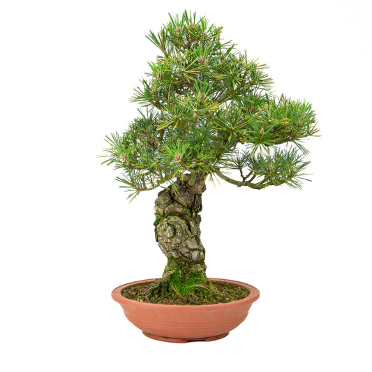 Unglasierter Topf aus Pinus thunbergii, 25 mm hoch, Höhe ca. 52 cm