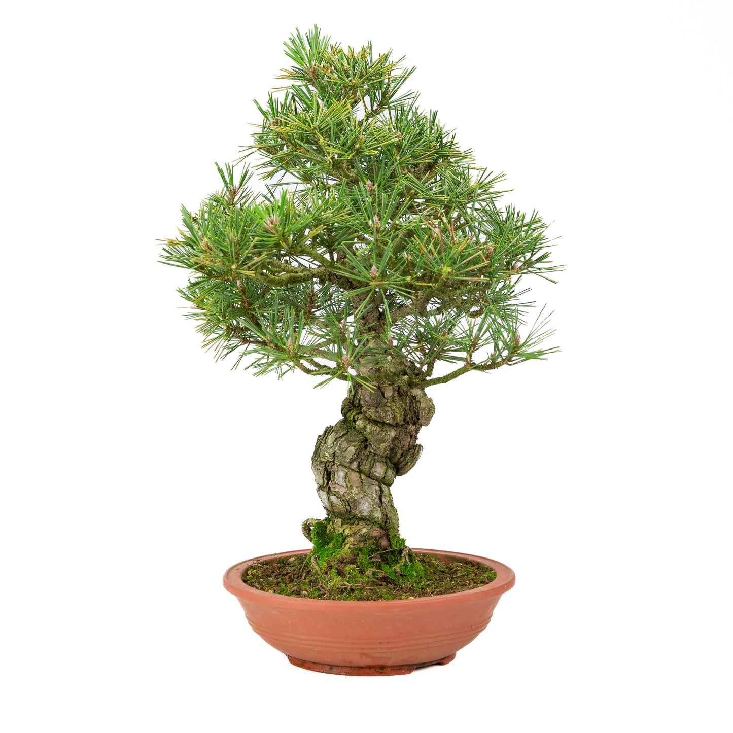 Unglasierter Schale aus Pinus thunbergii, 25 mm hoch, Höhe ca. 52 cm