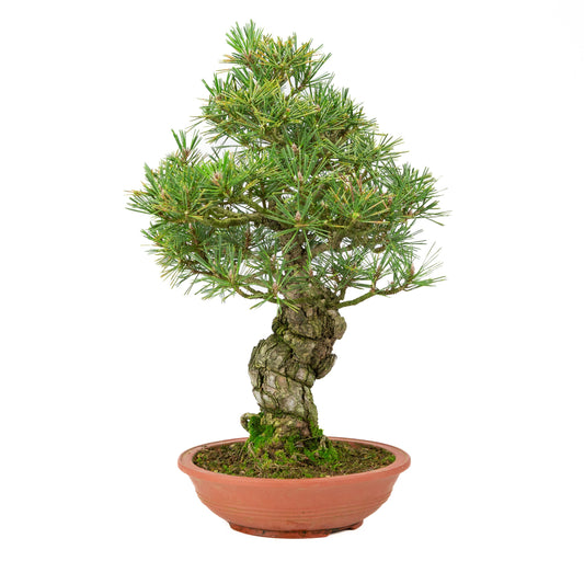 Unglasierter Schale aus Pinus thunbergii, 25 mm hoch, Höhe ca. 52 cm