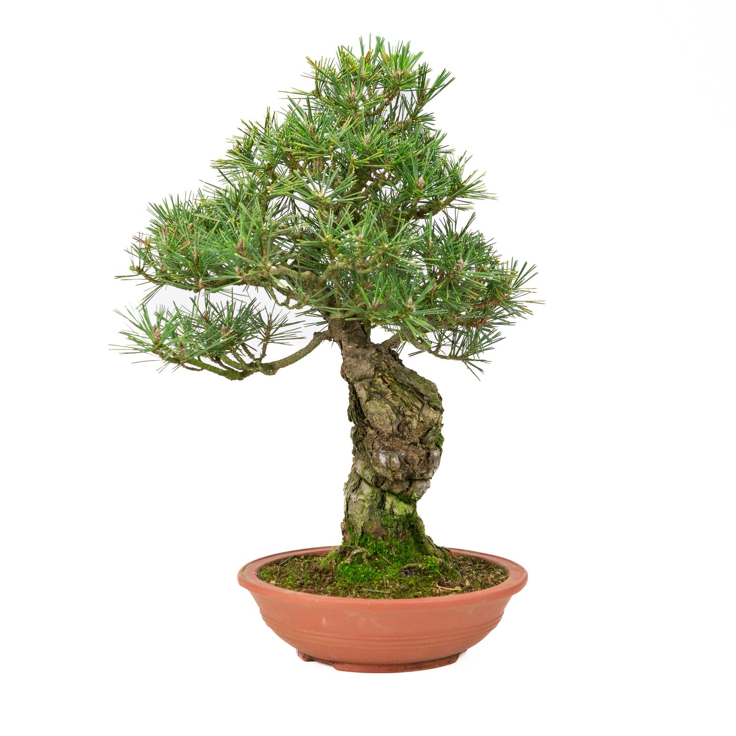Unglasierter Schale aus Pinus thunbergii, 25 mm hoch, Höhe ca. 52 cm