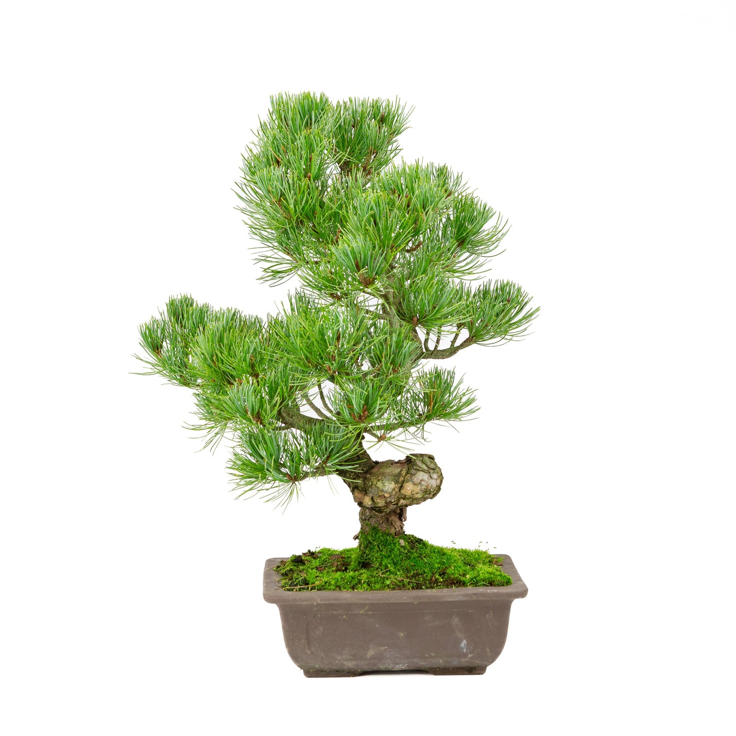 Pinus parviflora, unglasierter rechteckige Schale, 20 cm Durchmesser, Höhe ca. 44 cm
