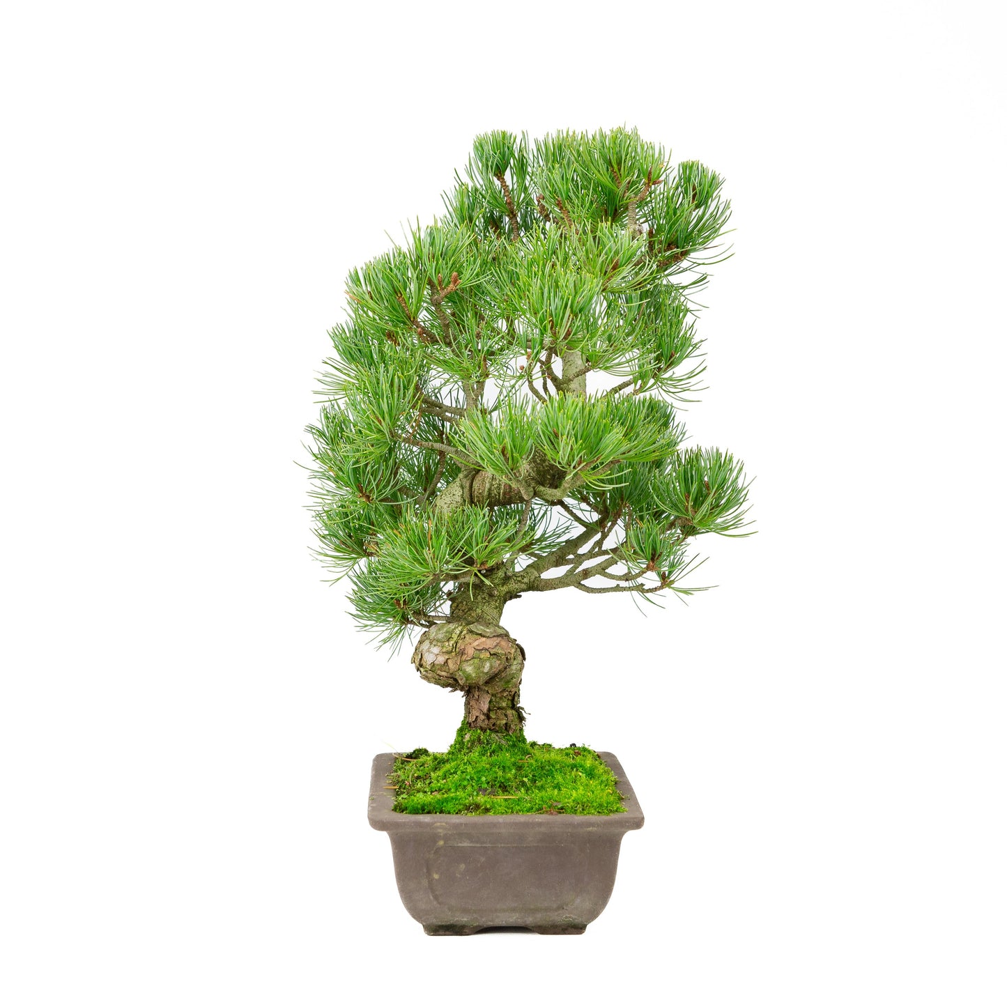 Pinus parviflora, unglasierter rechteckige Schale, 20 cm Durchmesser, Höhe ca. 44 cm