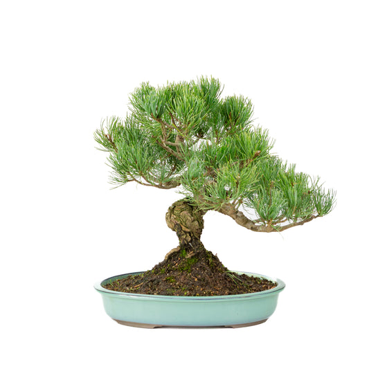 Pinus parviflora, türkisfarbener Topf, 28 cm Durchmesser, Höhe ca. 35 cm