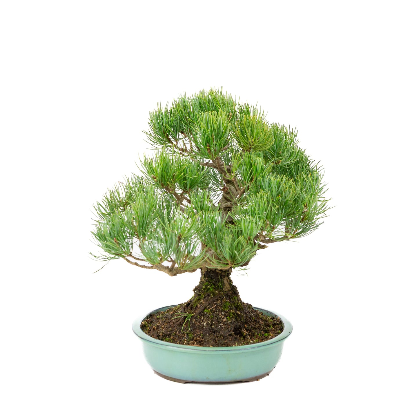 Pinus parviflora, türkisfarbener Schale, 28 cm Durchmesser, Höhe ca. 35 cm