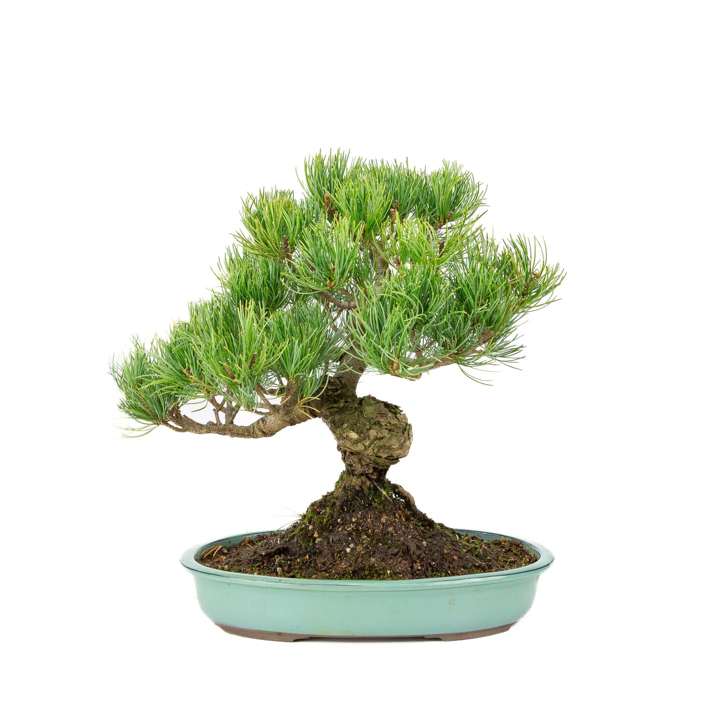 Pinus parviflora, türkisfarbener Schale, 28 cm Durchmesser, Höhe ca. 35 cm